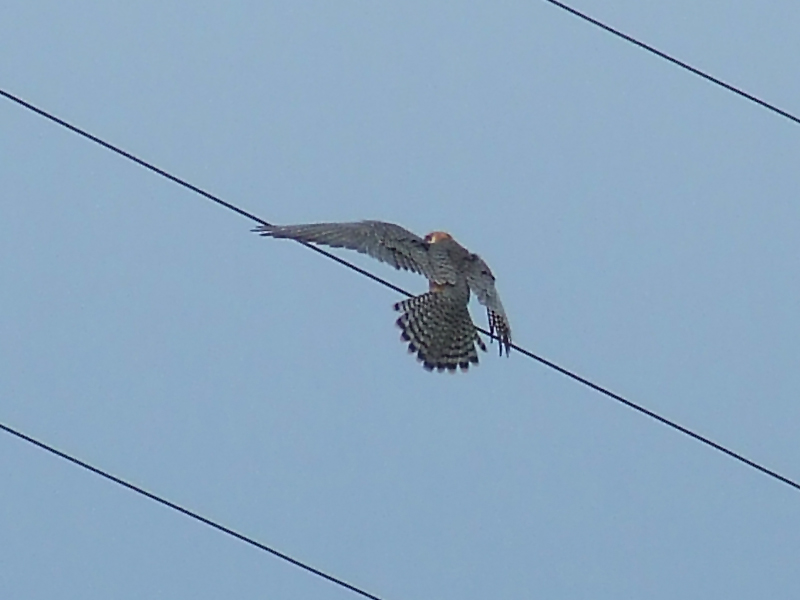 falco cuculo